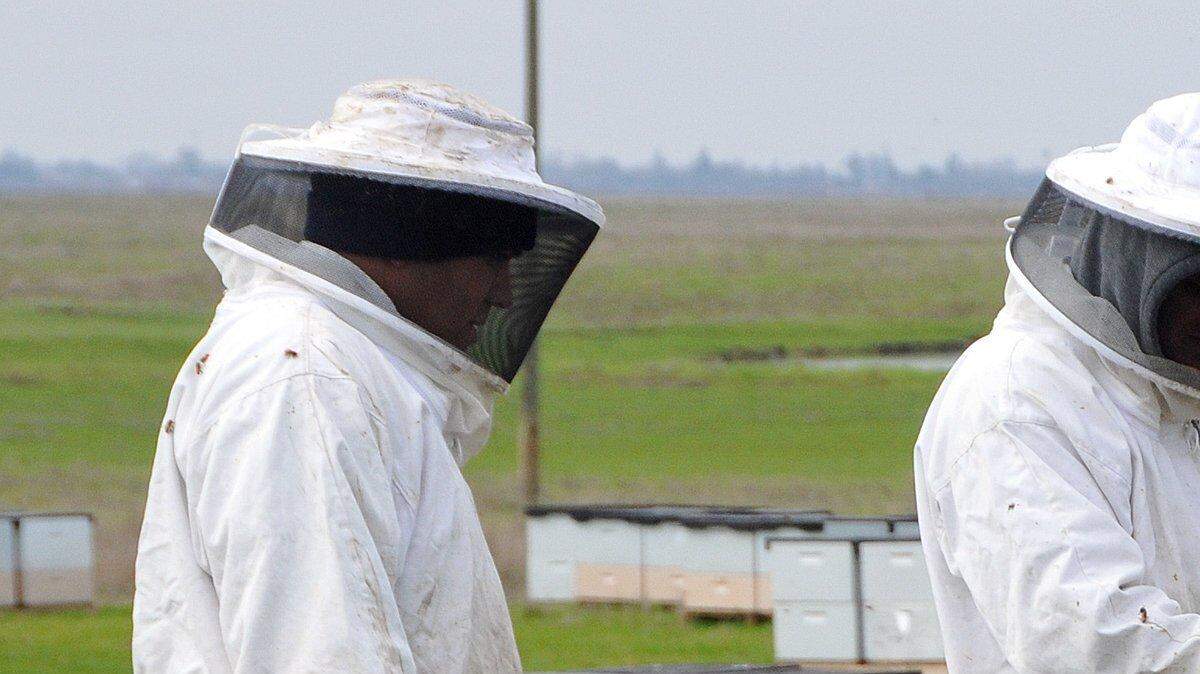N18_BEEHIVES