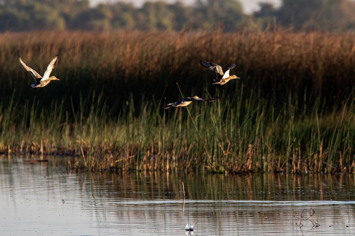 Waterfowl take flight at the San Luis National Wildlife Refuge in Los Banos, Calif., on Sunday, Oct. 20, 2024.