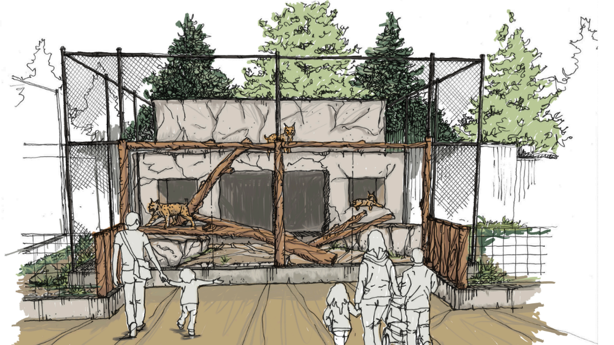 Here is a preliminary rendering of the improved bobcat exhibit that will undergo construction in late summer or early fall at the Merced Applegate Zoo.