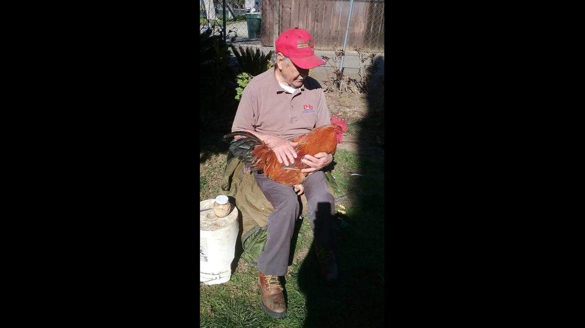 Mr. Rooster, this chicken saved from slaughter by Merced County resident Felipe Calderon, pictured here, and his family, was named a finalist in PETA’s “Make Your Chicken A Star” competition on Nov. 21, 2019.