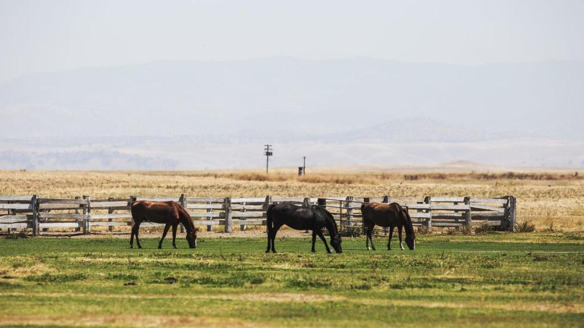 The Sierra Nevada Mountains are barely visible through the haze as horses graze on a ranch near the intersection of North Arboleda Drive and East Yosemite Avenue in Merced, Calif., Tuesday, July 26, 2016.