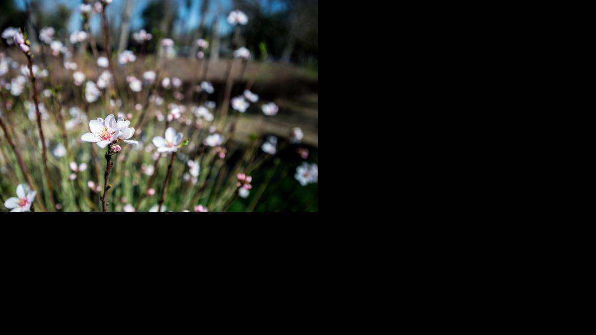 Flowers bloom on a plant along Bear Creek in Merced last month. Pollens have been triggered sooner than normal.