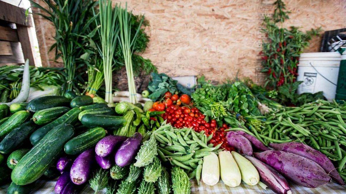 Fresh produce during a Farm to School event at Herr Farm in Atwater, Calif., Wednesday, Sept. 21, 2016. Health and food bank officials in Merced County are teaming up on a project, Glean Grow Give, to make fresh produce more accessible to food pantries and low income households.
