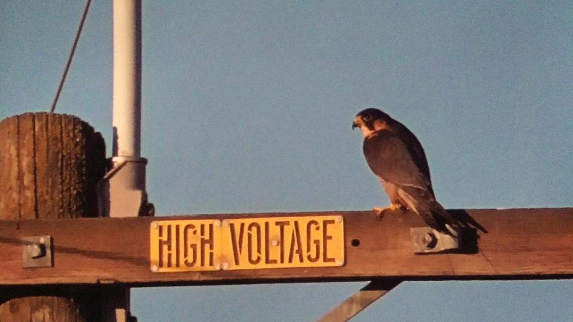 Dealing with the Vulture Tree