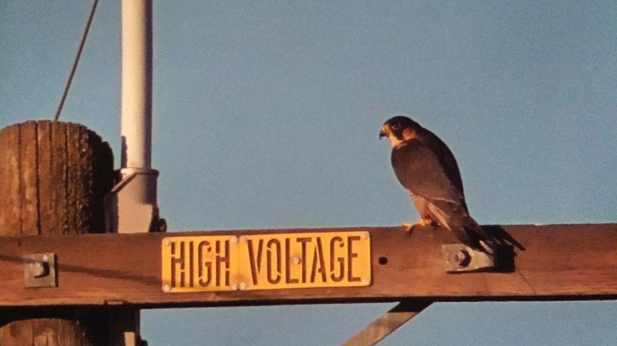 A peregrine falcon, Nitro, sitting atop a post Friday, Nov. 10, 2017. Nitro is deceased, but was owned by George Pena when these photos were taken.