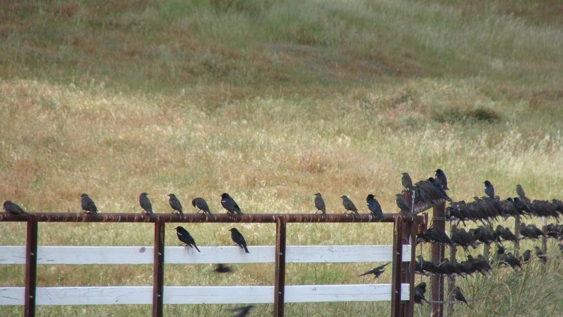 Raptor run in Merced County