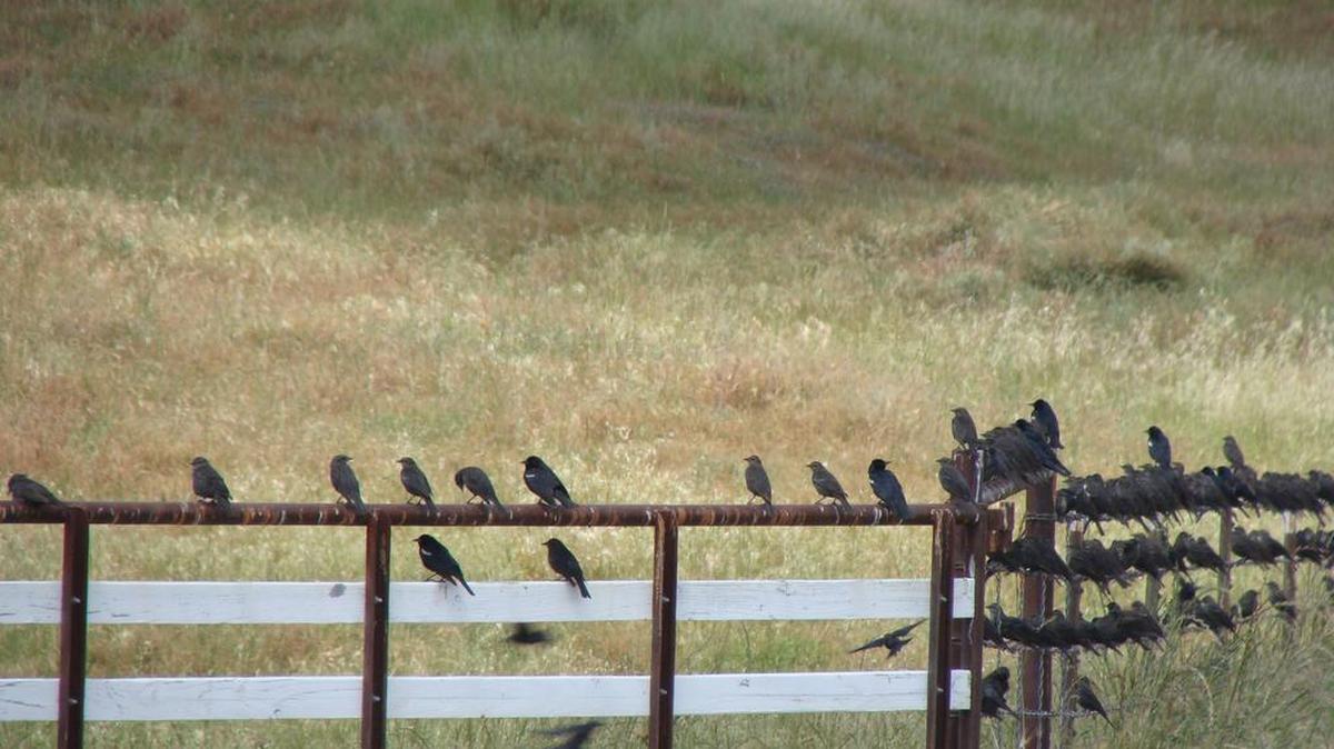 Tricolored blackbirds rest on a fence last week in the area of Cunningham Road in Merced County.