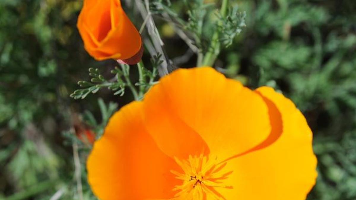 California poppies will be among the many wildflowers in bloom at the annual Wildflower Day event at Pacheco State Park on March 26.