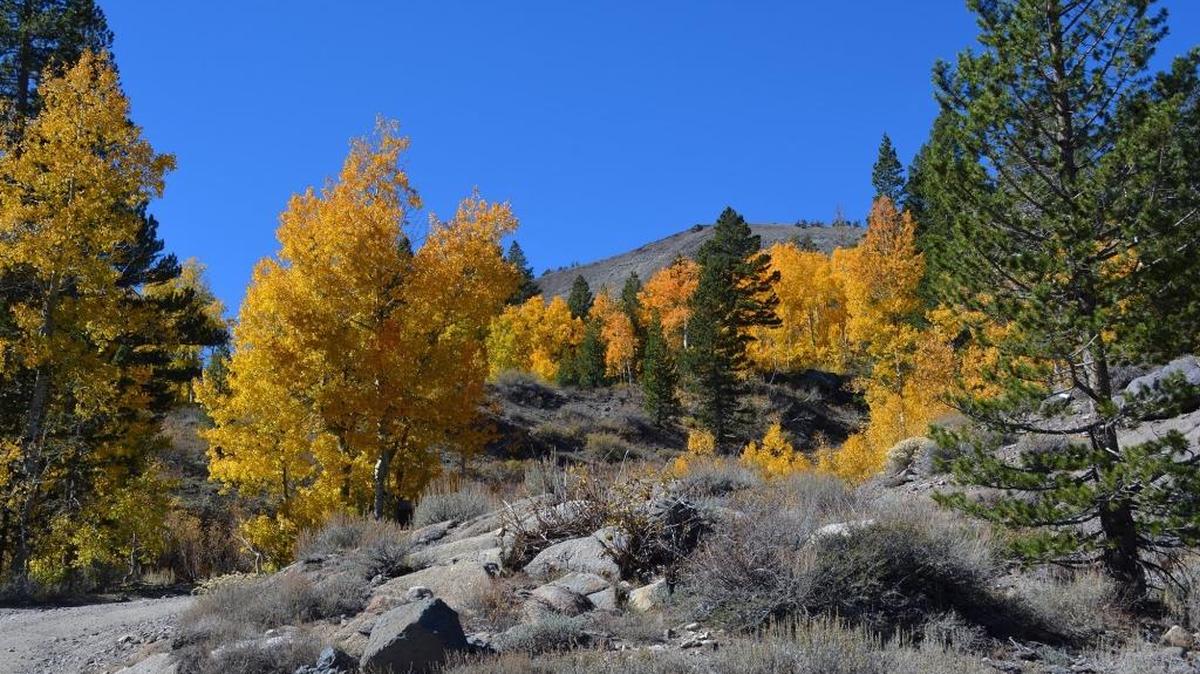 The colors of fall are magnificent this time of year in the Sierra and particularly over Sonora Pass to the eastern slope. Here, an old mining road leads to Leavitt Lake and into the Emigrant Wilderness.