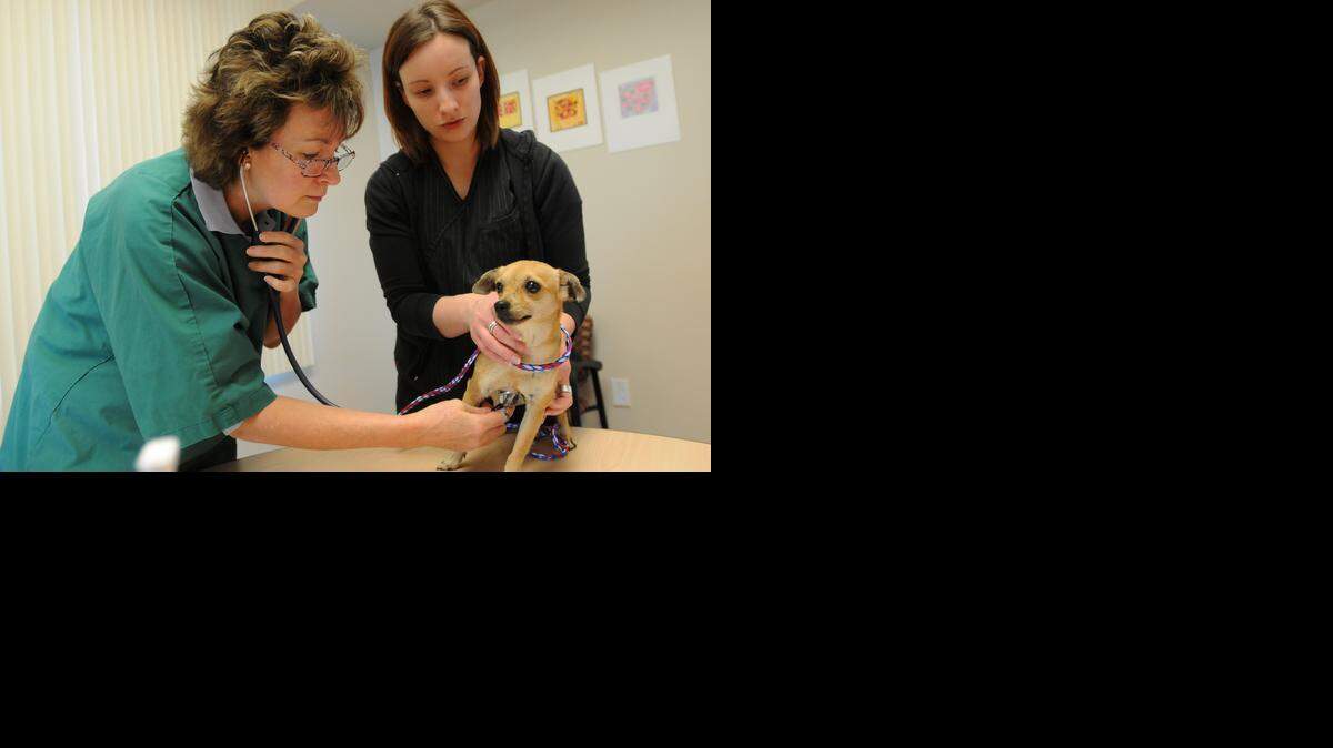 
SUN-STAR PHOTO BY LISA JAMES Doctor Christine McFadden, left, and Kellynn Brenton examine a chiuahua mix at Merced County Animal Shelter.
