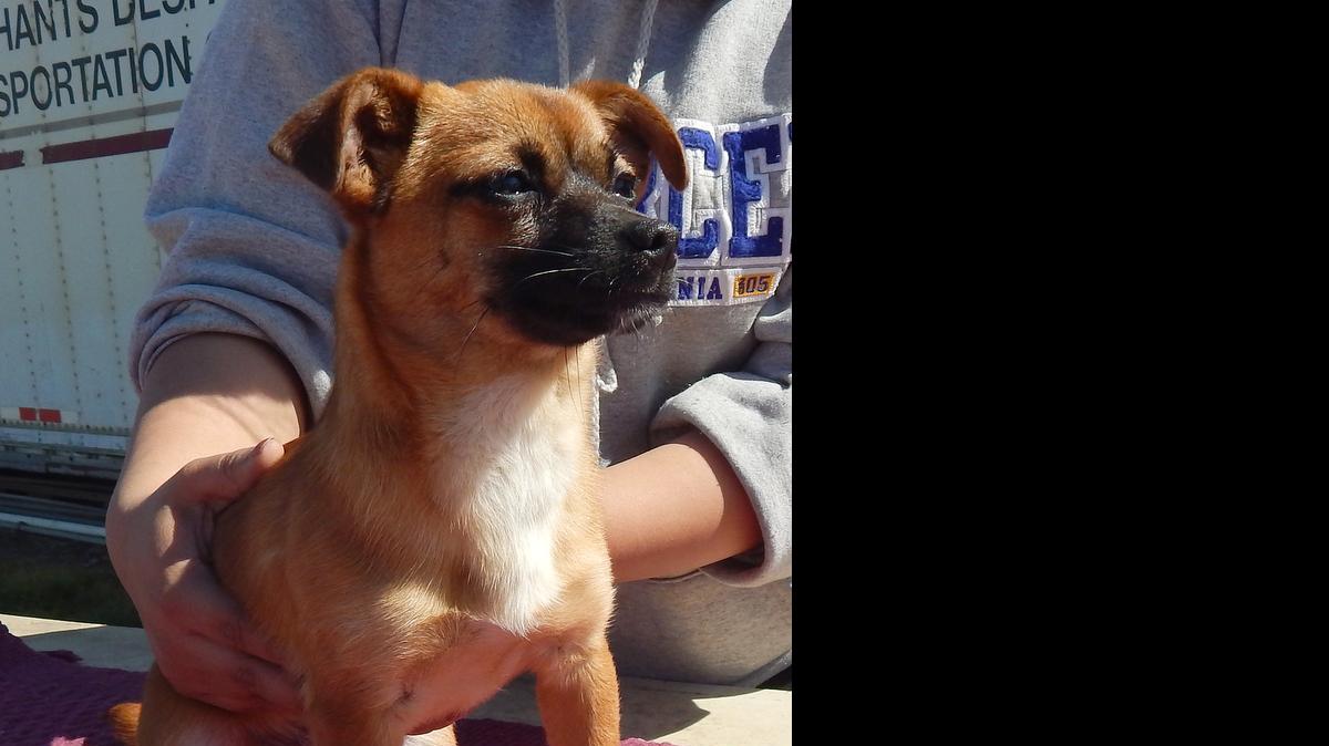 
Annie, a Chihuahua puppy that loves to play and snuggle, is available now at the Merced SPCA. 
