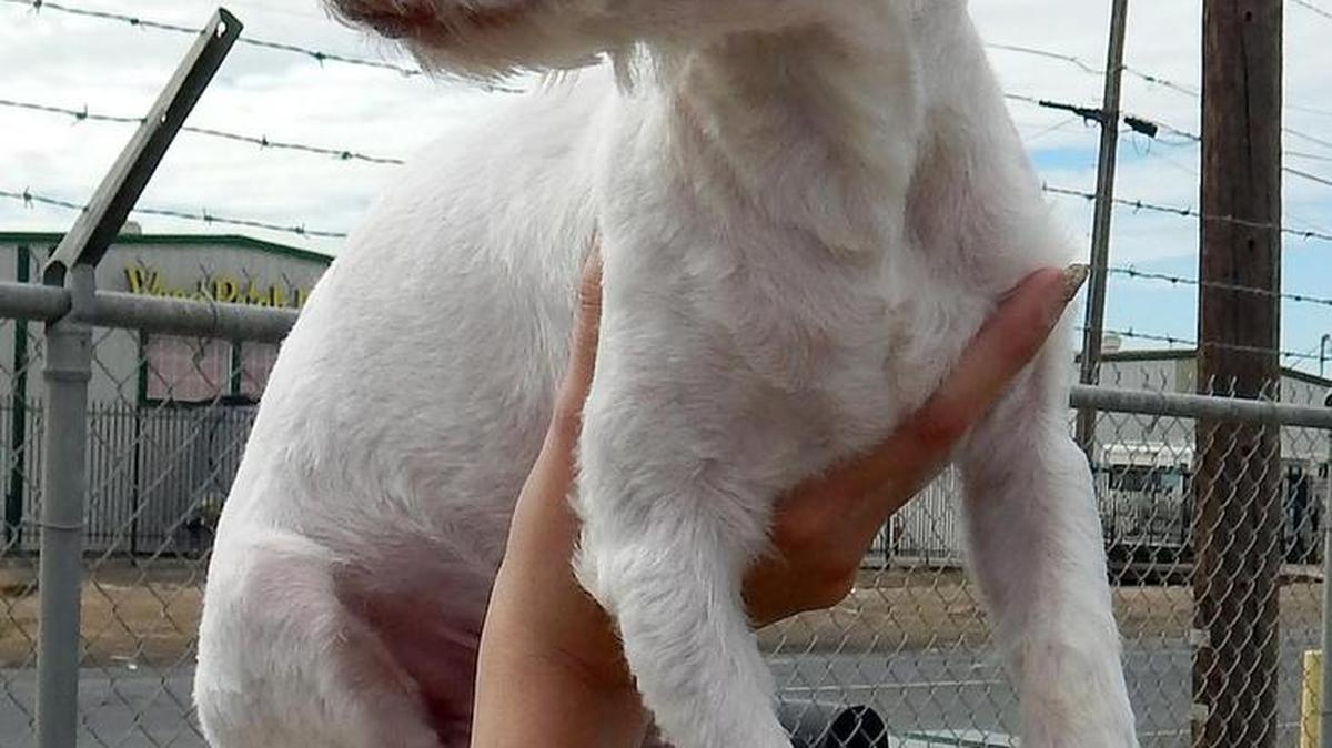 Johnny Cash was found in Madera with two other stray dogs. He’s a young adult Lhasa Apso mix, around 2 years old and weighs about 10 pounds. He is very sweet and likes to go for walks. Johnny is available for adoption at the Merced SPCA at 1021 Childs Ave., Wednesday through Saturday, from 10 a.m. to 1 p.m. Call 209-384-7722.