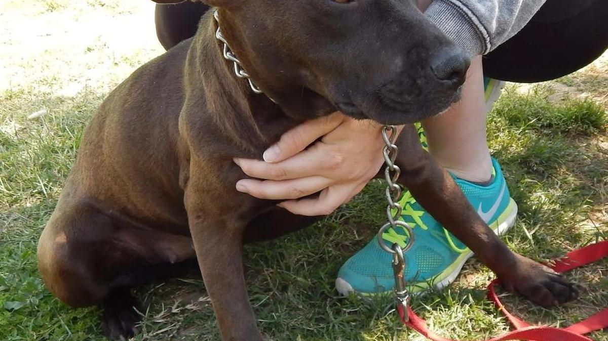 Emma is a young American Staffordshire terrier mix. Her owner couldn’t keep her and she is really missing having a special human. She’s all chocolate in color and has nothing but sweetness inside. Emma is available for adoption at the Merced SPCA.