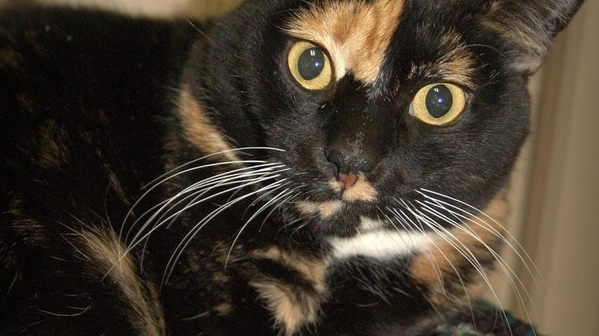 Bella is a special calico who’s about 2 years old. If you want a cat that loves to be held and petted, Bella is the kitty for you. Bella is available for adoption at the Merced SPCA at 1021 Childs Ave., Wednesday through Saturday, from 10 a.m. to 1 p.m. Call 209-384-7722.