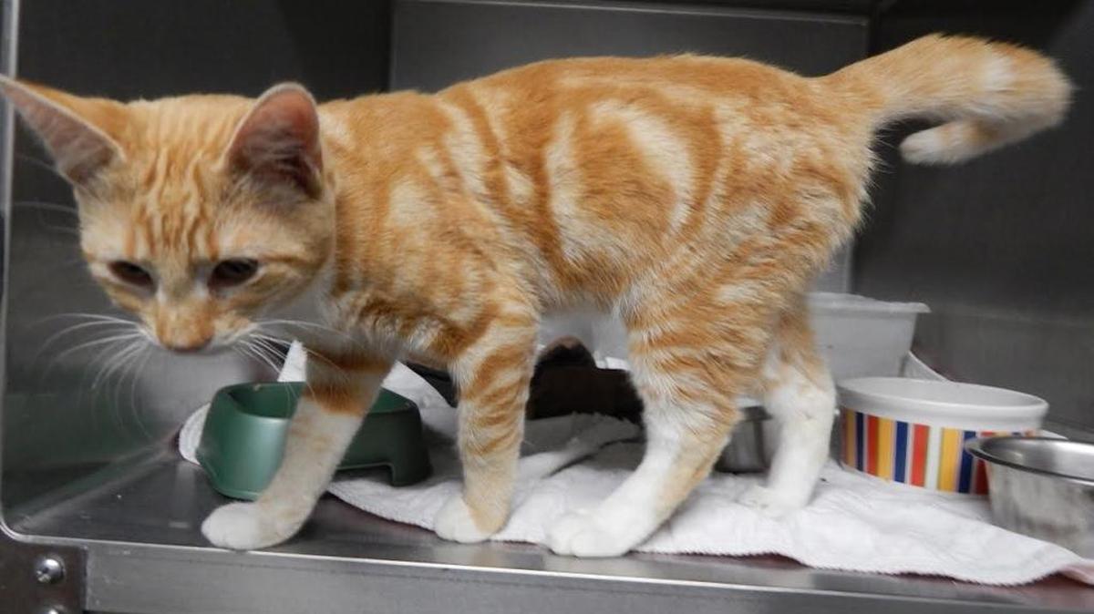 Armed with a charming singing voice, young Han Solo has traveled into our universe in search of a permanent home. He is prepared to pay with affection and foot- warming services. Han is available for adoption at the Merced SPCA.