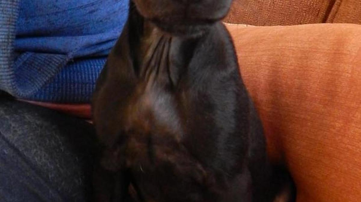 “Cocoa” is a solid black puppy with a sweet little tail wag. She's adorable in special dark chocolate! We think she is a terrier/dachshund mix but can’t be sure. Look at that sweet little face! Cocoa is available for adoption at Merced SPCA at 1021 Childs Ave. Weds-Sat 10 a.m. to 1 p.m. Call for more information at 209-384-7722.