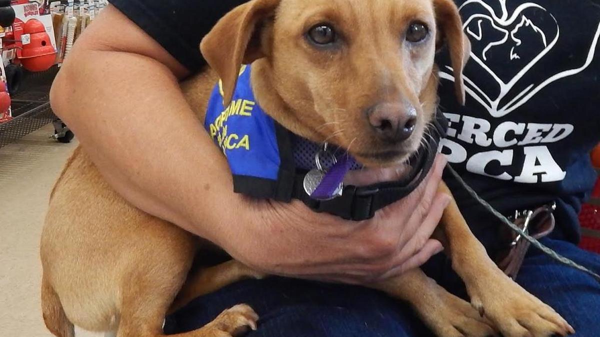 Bijou is a chestnut min-pin mix with a quiet nature and a naturally docked tail! She’s a very sweet dog you will be glad you met. Bijou is housebroken and enjoys the company of other dogs. Bijou is available for adoption at Merced SPCA at 1021 Childs Ave., Wednesday through Saturday 10 a.m. to 1 p.m. For more information, call 209-384-7722.