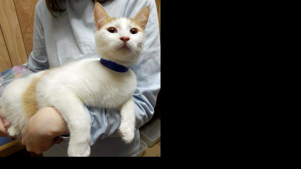 
Jack loves to play with people and other kitties. He was abandoned at the Merced SPCA but would be an excellent companion in any home. Contact Merced SPCA.
