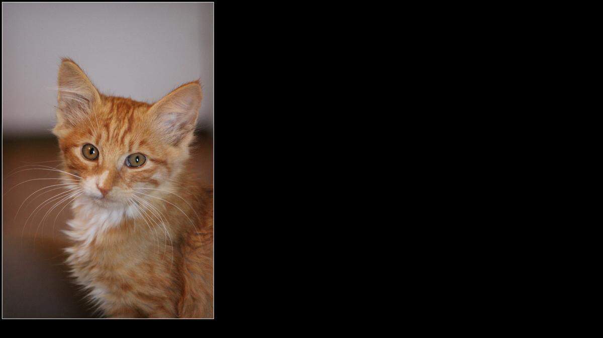 
Colby likes naps, but enjoys playing most of all. He’s at Last Hope Cat Kingdom.
