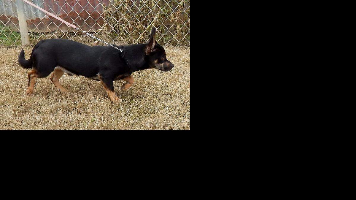 
Buddy is young and playful but also loves to sit and receive affection. Contact Merced SPCA.
