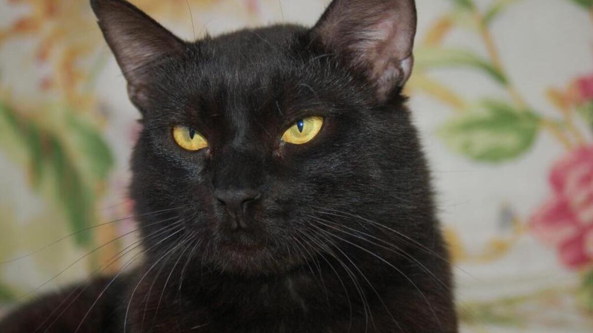 Ash is a sweet loving boy who loves to cuddle and be brushed all day every day. He prefers to be with female cats, since he is a ladies man. Please come meet him at the Merced SPCA.