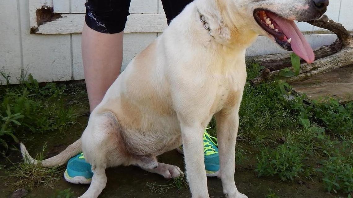 Pets of the Week (05/07/16)