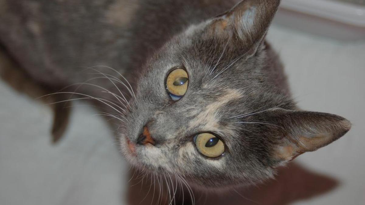 Melanie is a sweet older girl who just needs a relaxed home where she can laze around while giving you lots of love. Please come meet her at the Merced SPCA.