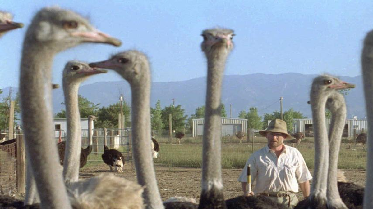 A flock of adult ostrich roosters are herded into a pen at the Classic Cape Ostrich farms in Wilcox, Ariz., in 1995, part of the ostrich craze that swept America in the 1990s.