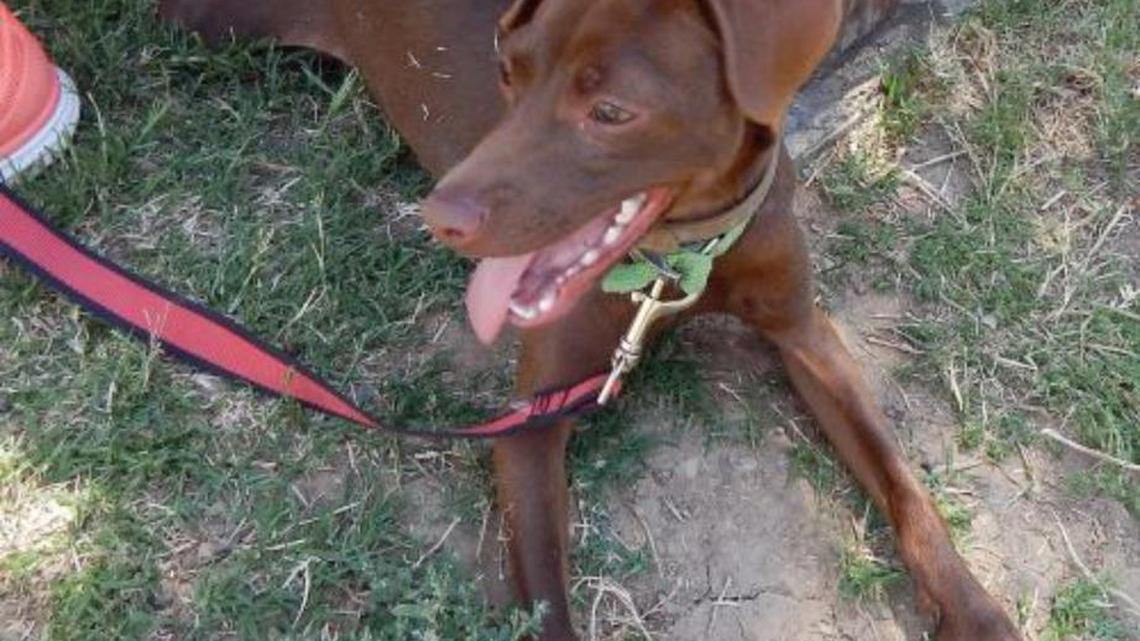 Pets of the Week (06/18/16)