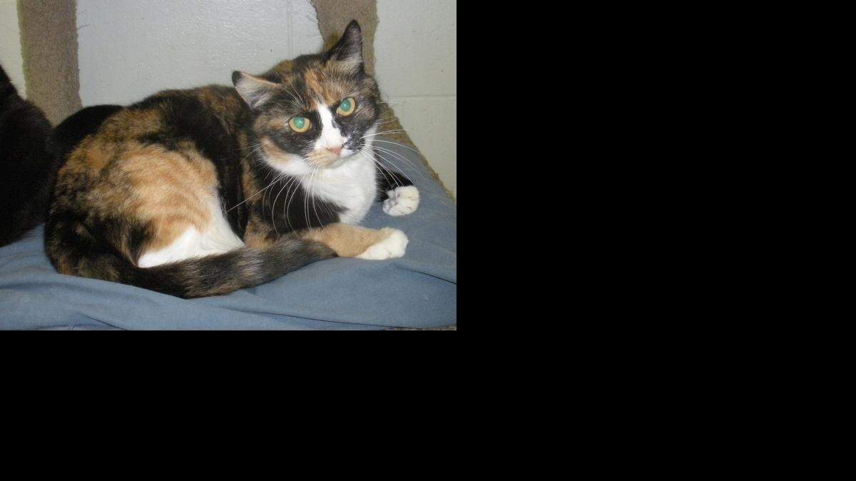 
Butterfly has beautiful colors and a nice temperament. This 5-year-old enjoys affection and shows her playful personality with feather toys. She gets along well with other kitties. Contact Merced SPCA.

