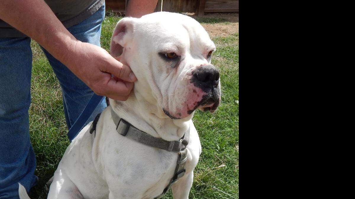 
Clare is a very well trained and well mannered boxer/pit bull mix. She already knows “sit,” “shake” and “heel” and loves belly rubs. White with a short coat, Clare is an easy-care pet. Contact Merced SPCA.
