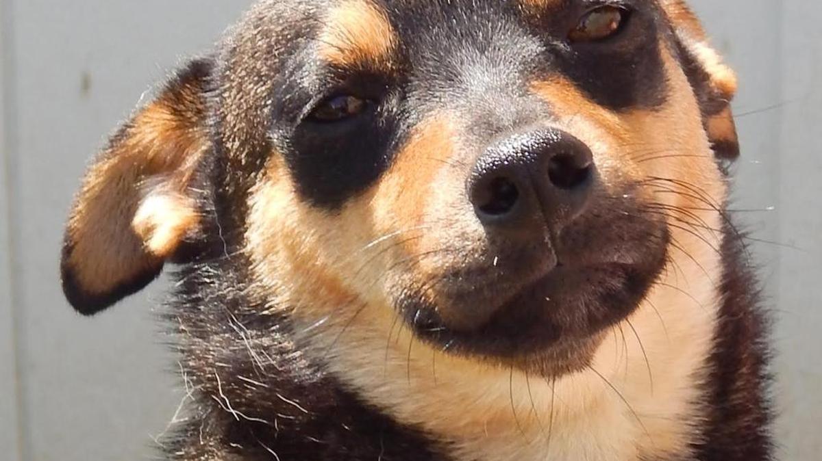 Artie is a young black and tan Chihuahua mix that loves people. When you pick up little Artie, he snuggles up close. He’s available for adoption at the Merced SPCA.