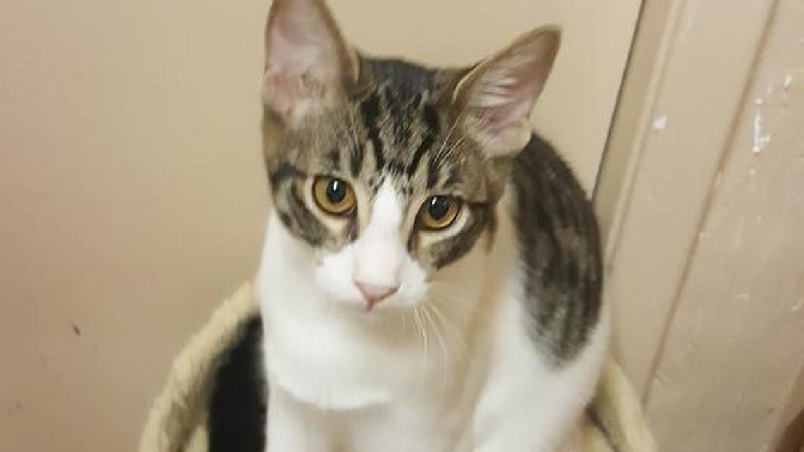 Pets of the Week (10/08/2016)