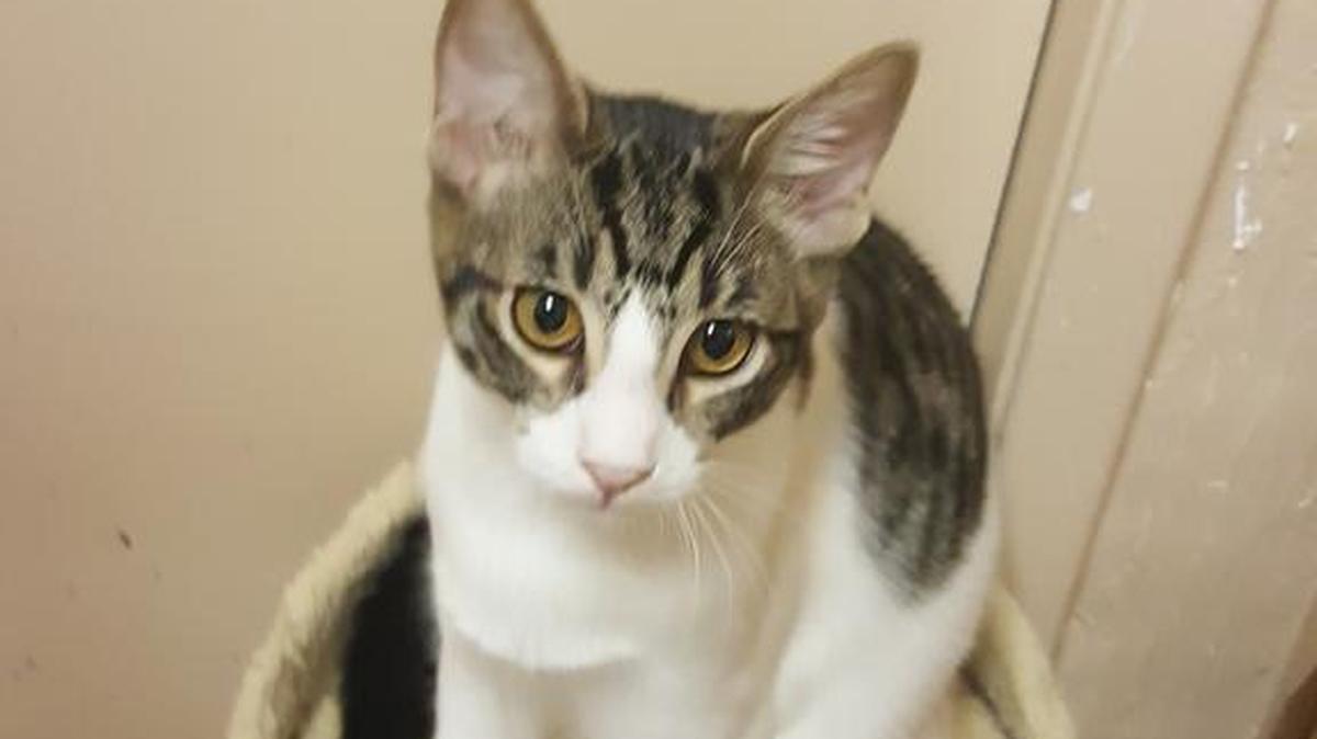 Gus Gus is a playful funny little boy that just wants to play and show you how cute he is. Gus Gus loves to play with all kinds of cat toys for hours on end. He loves other kitties and doesn't mind dogs. Please come meet him at the Merced SPCA.