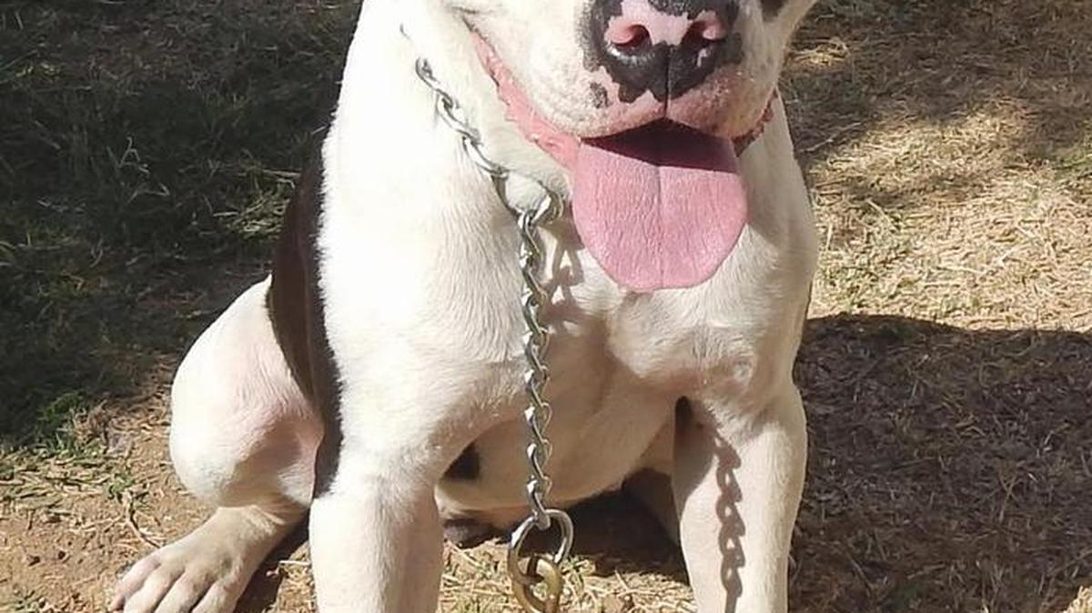 Patches is a very sweet American Staffordshire terrier, perhaps still less than a year old. Her coat is white and shiny, with big black spots. She has polite behavior and is good with children and other dogs. Patches loves to give people kisses and attention. She knows “sit” and “roll over” and behaves well on leash. Patches is available for adoption at the Merced SPCA at 1021 Childs Ave., Wednesday through Saturday, from 10 a.m. to 1 p.m. Call 209-384-7722.