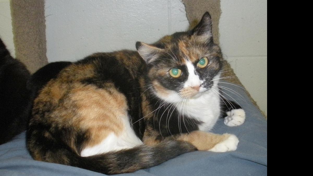 
Beautiful colors and a nice temperament, Butterfly has it all. Still young at just 5 years old, she enjoys being petted and has a playful, undemanding personality – and even gets along with other cats. She can be seen at the Merced SPCA.

