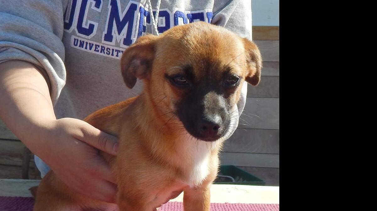 
A selection of playful puppies, like this cutie, are waiting for you at the Merced SPCA. Come over and fall in love with your new best friend. 
