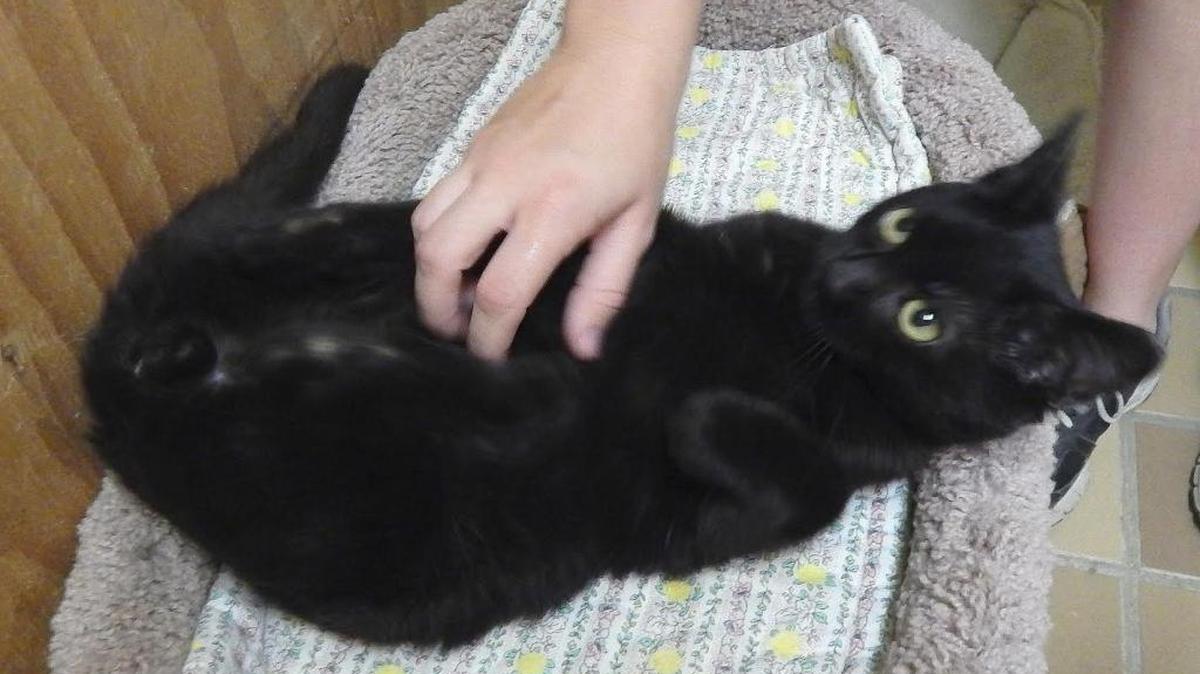 Alex came in with his twin sister as very young kitties. Alex is very sweet and likes to snuggle and sleep on your lap. He romps and plays until he tires out. Alex is available for adoption at the Merced SPCA, 1021 Childs Ave., Wednesday through Saturday, from 10 a.m. to 1 p.m. Call 209-384-7722.