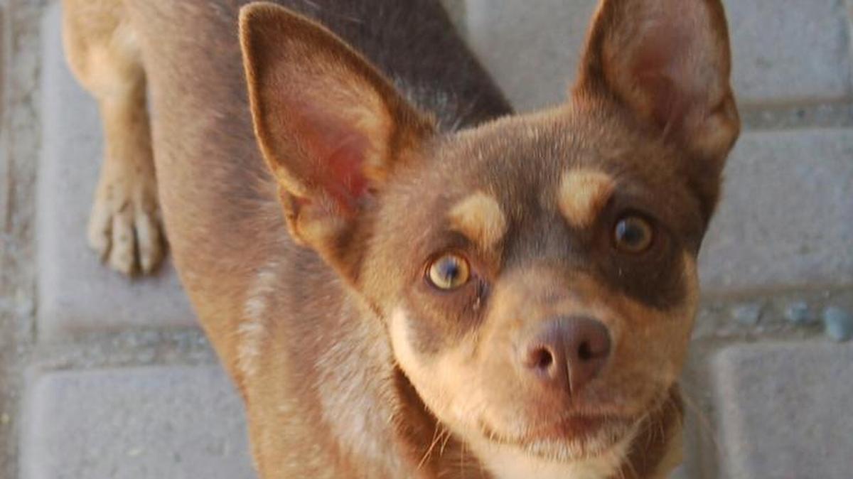 Carmen is a precious, goofy little girl who loves everyone and everything. She loves playing with other dogs and also adores children. Please come meet her at the Merced SPCA.