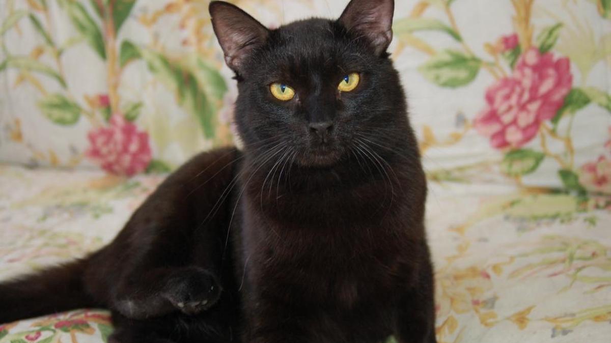 Ash is a lover boy who enjoys being petted, brushed and being lazy. He would prefer being the only cat in the household and doesn’t mind dogs. Come meet him at the Merced SPCA.