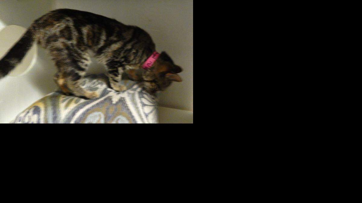 
Angel is one of the most affectionate kitties you could ever meet. She’s a small gray tabby about 2 years old, but her vision is very poor. Angel will need to stay indoors for her safety. Contact Merced SPCA.
