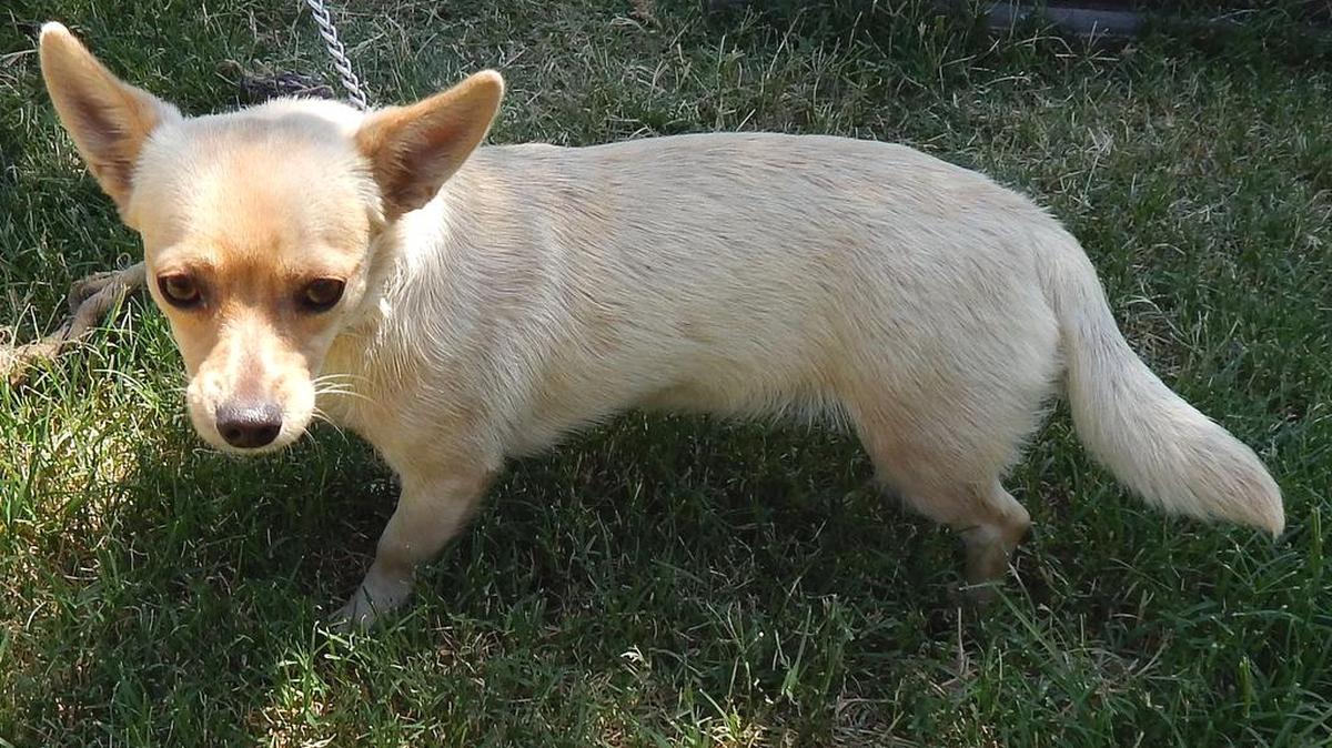 
Dee is a 10-pound, 2-year-old blonde Chihuahua that’s as sweet as they come. She was abandoned by a college student who didn’t want the responsibility of a pet. Sweet little Dee would be an adorable companion or family dog for any home. Dee is available for adoption at the Merced SPCA at 1021 Childs Ave., Wednesday through Saturday, from 10 a.m. to 1 p.m. Call 209-384-7722.
