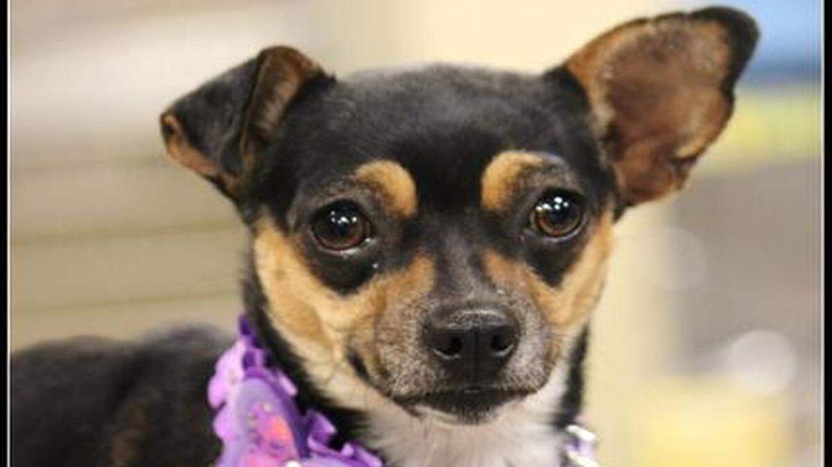
Katelyn is a small dog that big adventures.  She’s at Last Hope Cat Kingdom.
