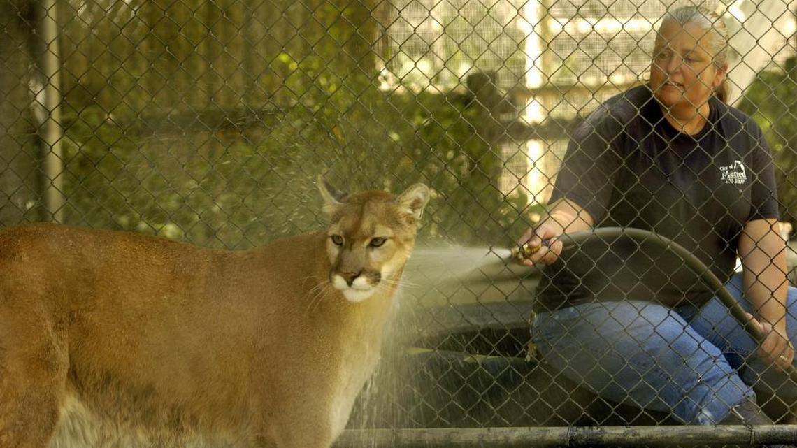 Saying goodbye to Mac the mountain lion