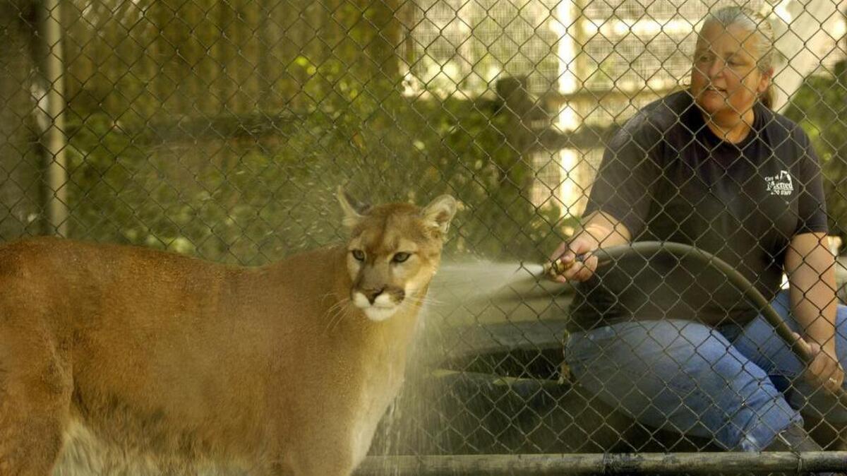 BEA AHBECK/bahbeck@mercedsunstar.com Applegate Park Zoo head zoo keeper Donna McDowell hoses down Mac, the zoo’s mountain lion, as temperatures soar in Merced, Calif. Tues. June 12, 2012.