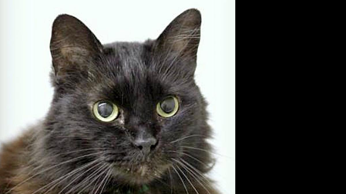 
Ebony came to the shelter in 2009 when her human passed away. She is sweet and playful – just waiting for someone to love. Ebony is available for adoption at Merced SPCA at 1021 Childs Ave. Wednesday through Saturday 10 a.m. to 1 p.m. Call for more information at 209-384-7722.
