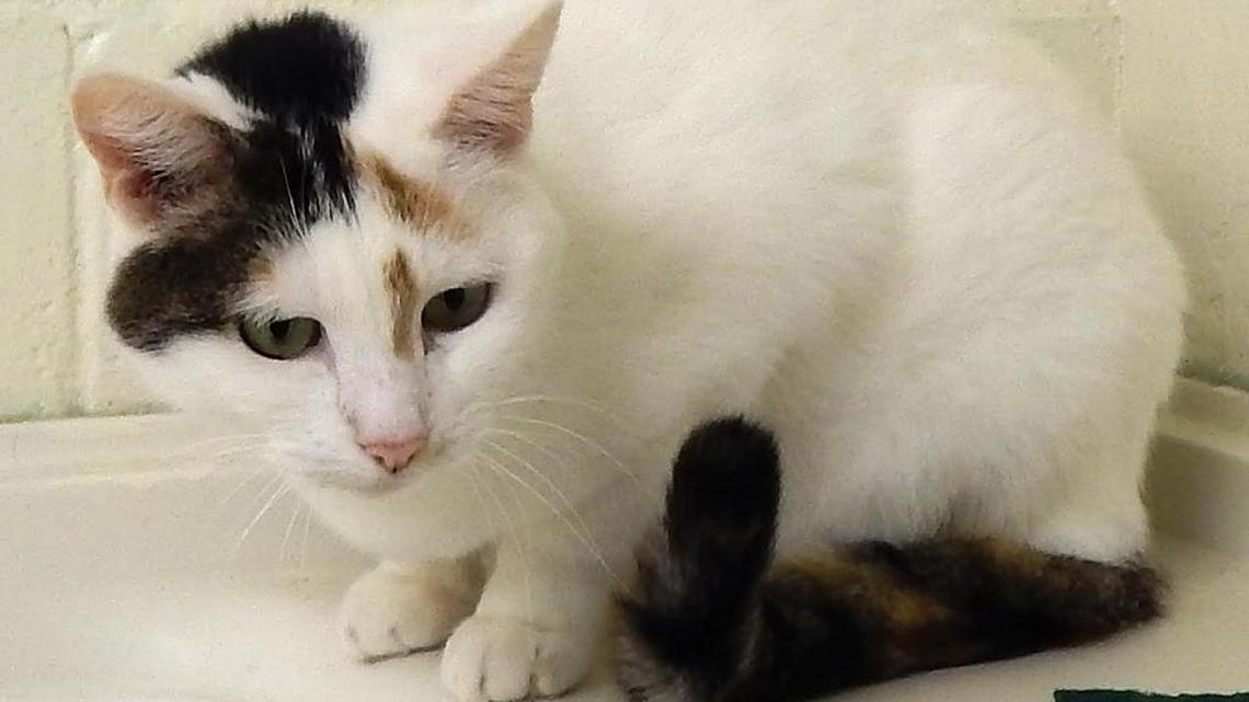 Pets of the Week (4/2/2016)