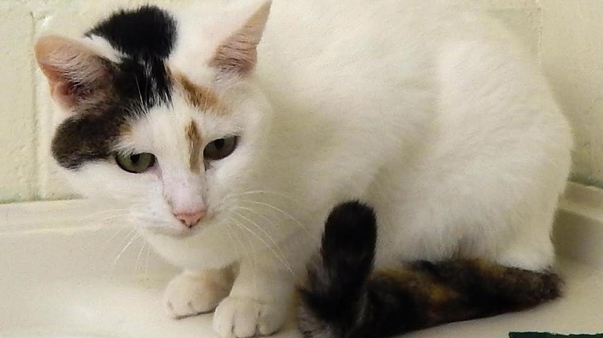 Gorgeous is both her name and her description. This kitty is 4 to 5 years old, enjoys the company of other cats and is friendly with people. Gorgeous is a character – so fun to watch – and loves drinking water from the faucet. Gorgeous is available for adoption at the Merced SPCA, 1021 Childs Ave., Wednesday through Saturday, from 10 a.m. to 1 p.m. Call 209-384-7722.