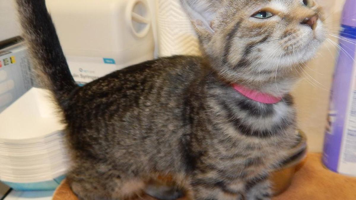 
Betty Davis was abandoned as a tiny kitten and brought to our shelter, where one of our nursing mothers welcomed her into the litter. She’s healthy and happy and loves to play. Betty Davis is available for adoption at the Merced SPCA,1021 Childs Ave., Wednesday through Saturday 10 a.m. to 1 p.m. Call for more information at 209-384-7722.
