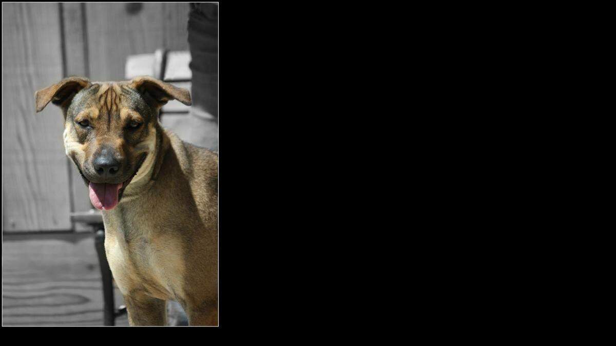Beanie is a sweet adult female German shepherd mix who just wants to be loved. For more information, contact Merced SPCA.
